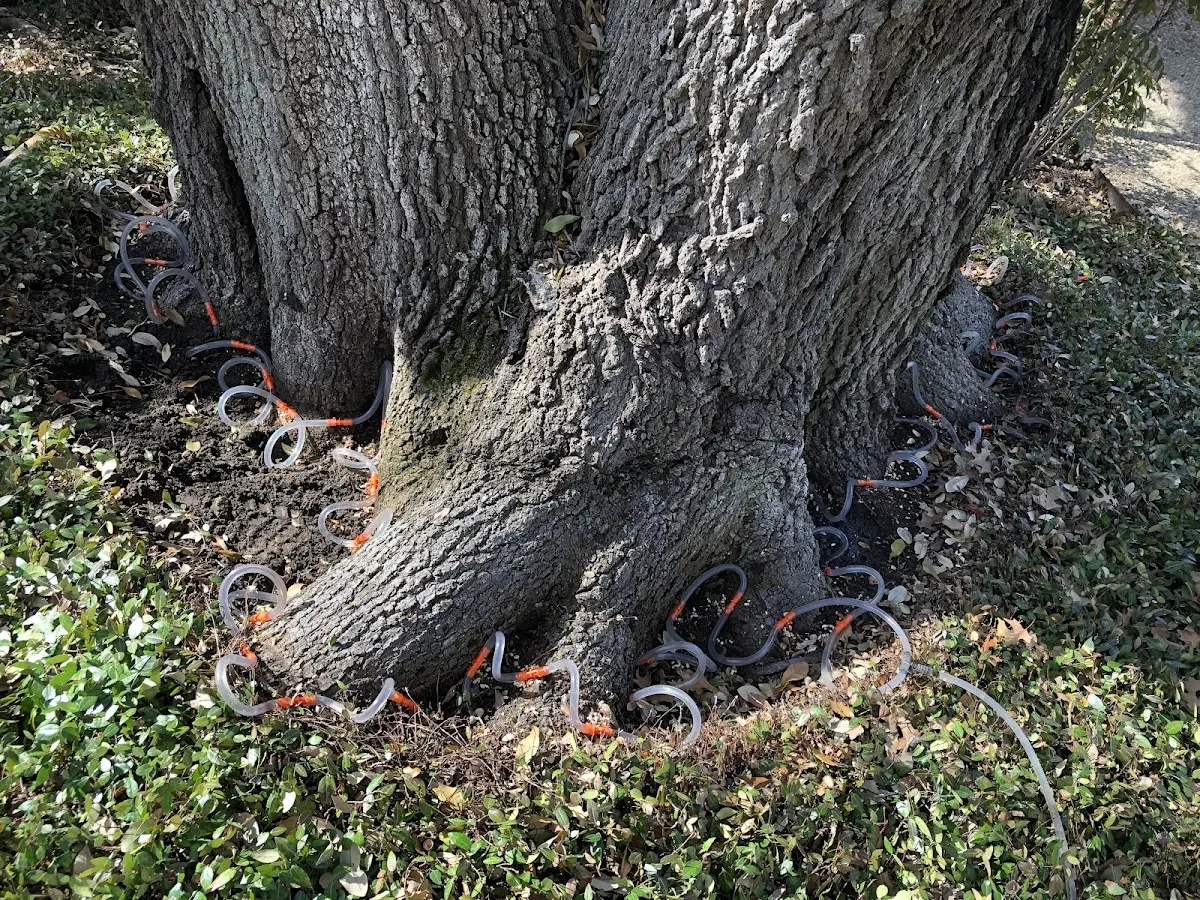 Detailed Tree Cabling and Bracing job site in Clarkesville