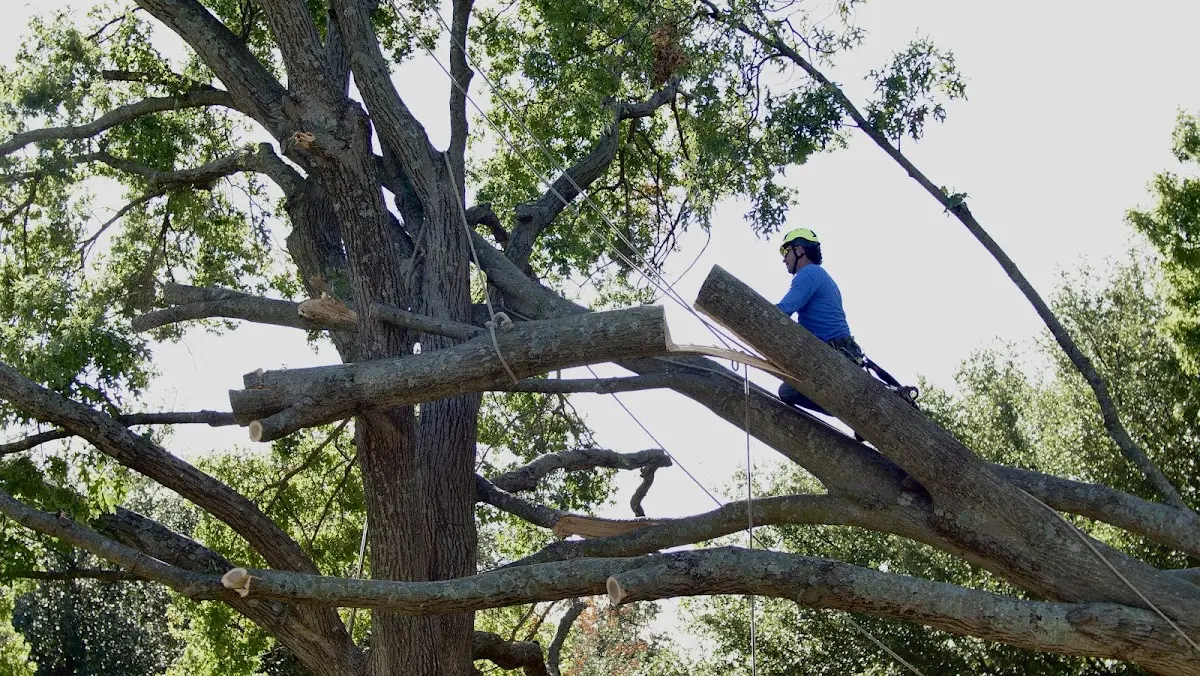 Professional Hazardous Tree Removal performed by certified arborists in Clarkesville